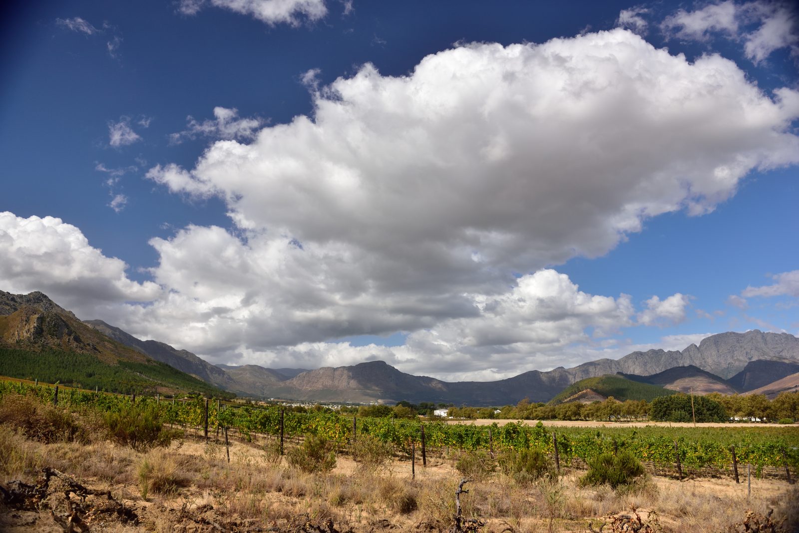 The Four O'Clock Problem { Planning a South African Summer Wedding }