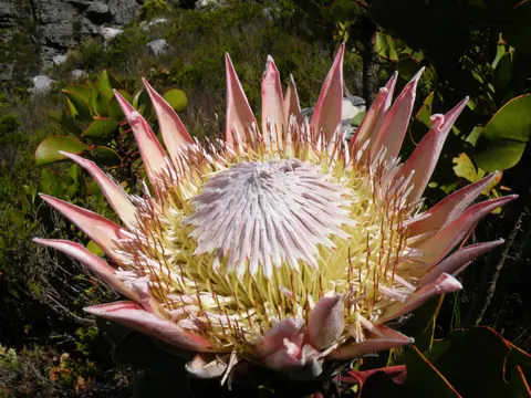 Proteas + Fynbos { The Bouquet Only South Africa Can Do }