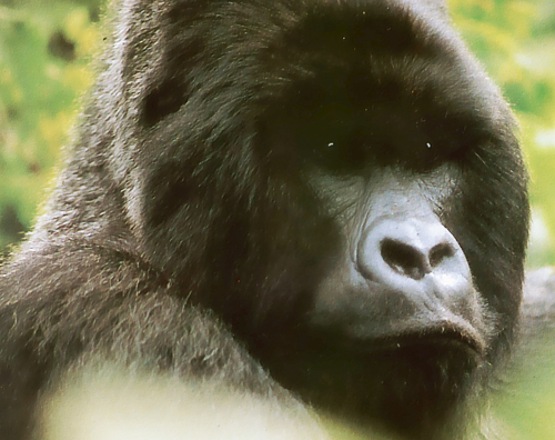 Rwanda: An African Paradise