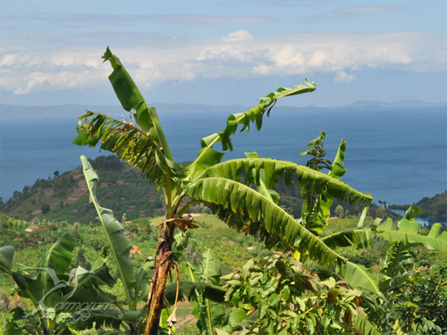Rwanda: An African Paradise