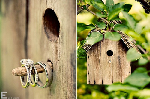 A Feathered Fairytale: Lovebird Theme