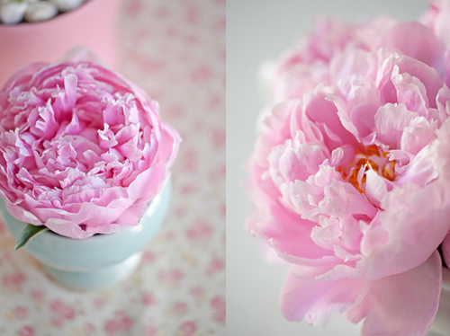 Peonies: Feminine, Romantic and Lovely!