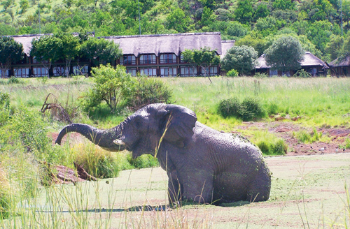 Win 2 free nights at Bakubung Bush Lodge to the value of R8560.00!