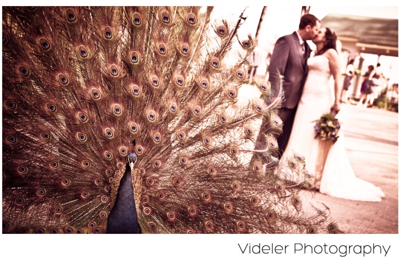 Zoo Themed Weddings